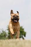 BULLMASTIFF 288